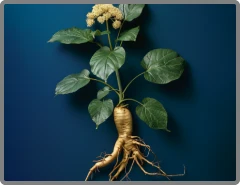 Dong Quai herbal extract in Nitric Boost Ultra
